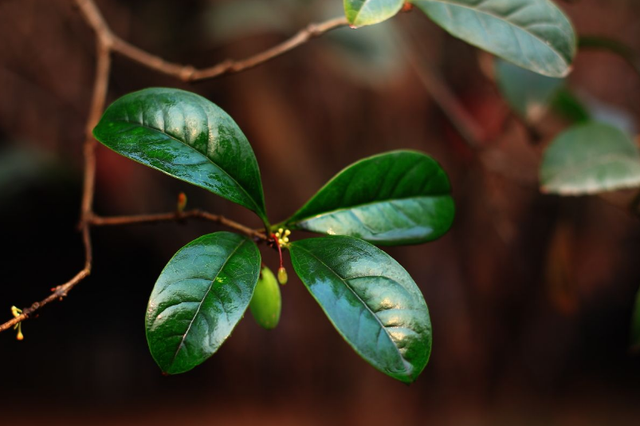闰月是什么意思，闰月怎么算出来的,有什么规律（为何偏要设立366天的闰年）