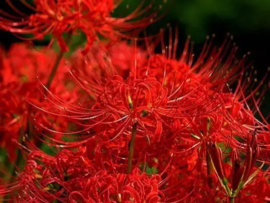 彼岸花，微信头像，彼岸花（48张彼岸花图，真是美极了）