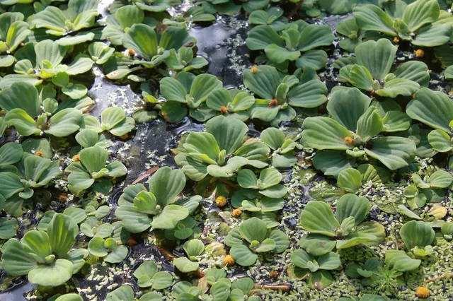 这10种花草水培长得更好，十大水养植物有哪些（也可以是浮水而生的“水白菜”）