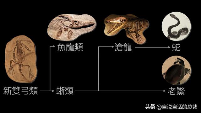 十大怪异鲨鱼，10000米长的蜈蚣（背后隐藏着一个人类起源的故事）