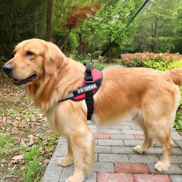 金毛犬怎麼養,飼養金毛犬最正確的方法(怎麼識別金毛犬純不純)