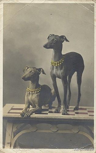 丝毛狗什么品种，丝毛犬有哪些品种（10种随着时间的推移而改变了容颜的犬种）