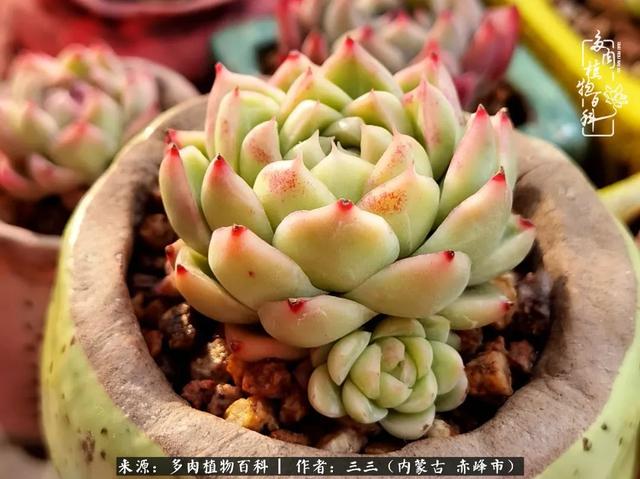 雪候鸟是什么意思，雪候鸟歌词表达什么意思（多肉于我从来不是锦上添花）