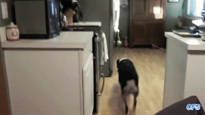 我的世界狗怎么驯服，网友教自家狗子玩《我的世界》