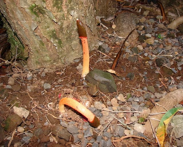 天蓝蘑菇有毒吗可以吃吗，顺便盘点9种最诡异而美妙的蘑菇