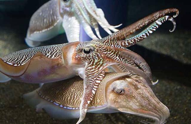 海螵蛸怎么读图片