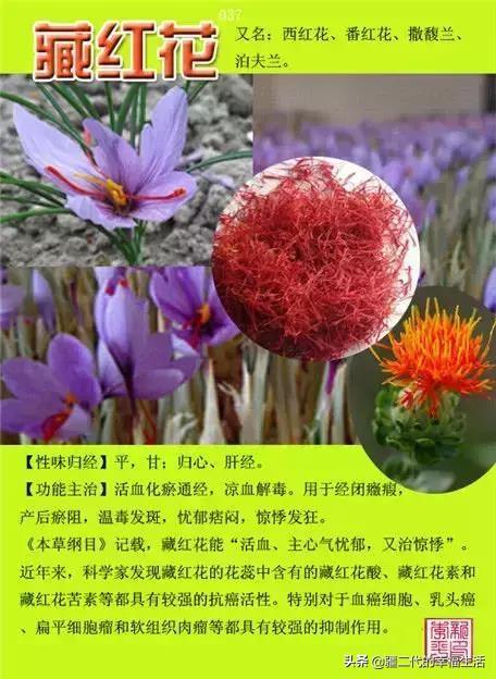 常见中草药图谱，中草药经典图谱（让你知道常用药都长啥样）