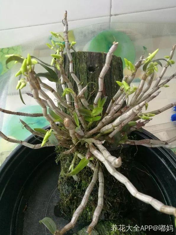 石斛的种植方法,鼓槌石斛的种植方法(石斛种植不用土)