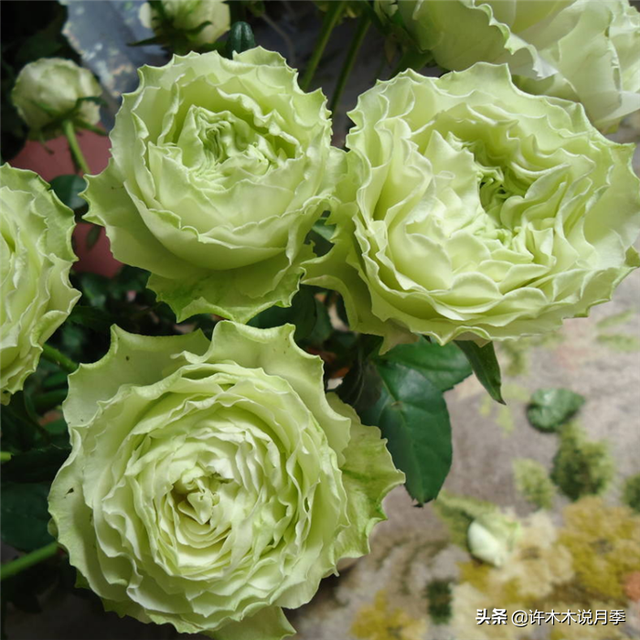 根瘤病用什么农药治，治疗根瘤病的药（月季癌症得了一个传染一大片）