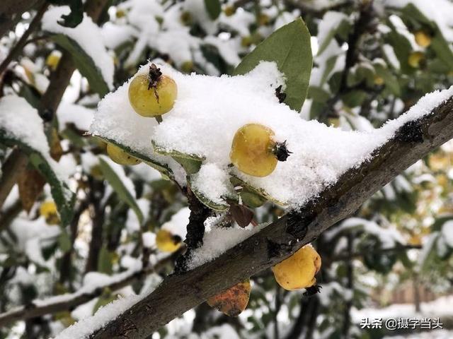 情侣唯美雪景图片，情侣唯美雪景图片真实（冬日初雪印象：一半冬雪）