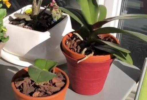 蝴蝶兰的养殖方法换盆，最简单蝴蝶兰家庭养法换盆（蝴蝶兰花后要换盆）