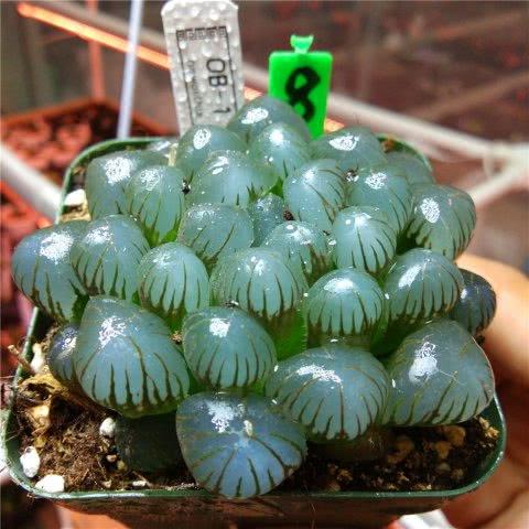 描写玉露多肉晶莹剔透的样子(多肉玉露花)-柯彬网