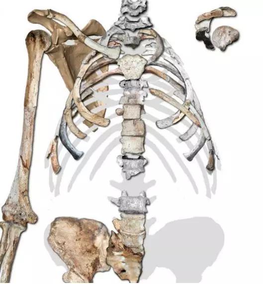 人有几根肋骨，人有几根肋骨女（人类骨骼的冷知识）