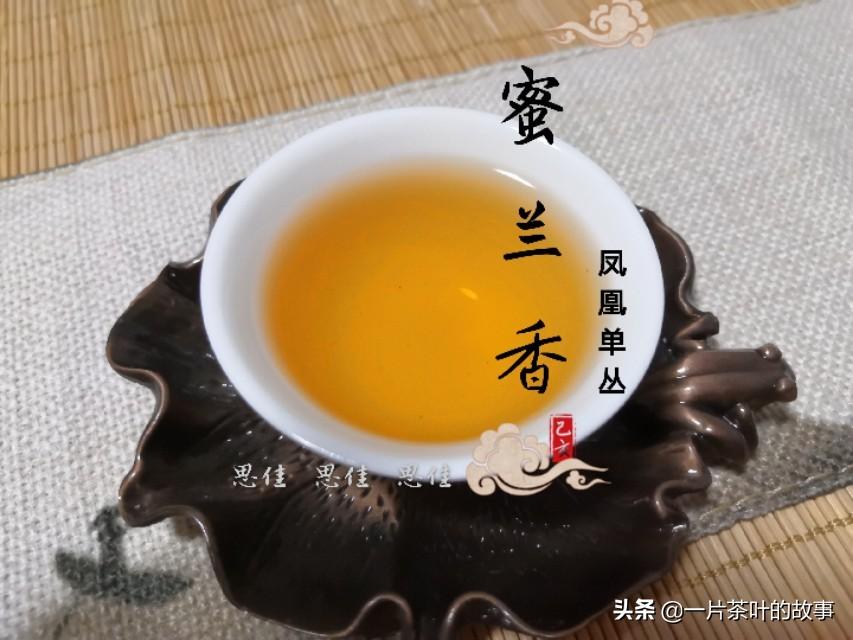 凤凰单枞属于什么茶(凤凰单枞为什么叫单枞)插图(10)