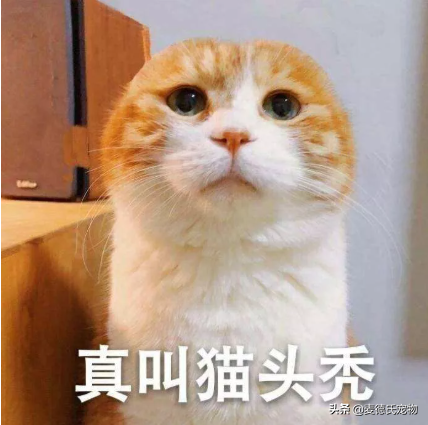 猫咪起什么名字最好听母猫，中国铲屎官绝对把气质