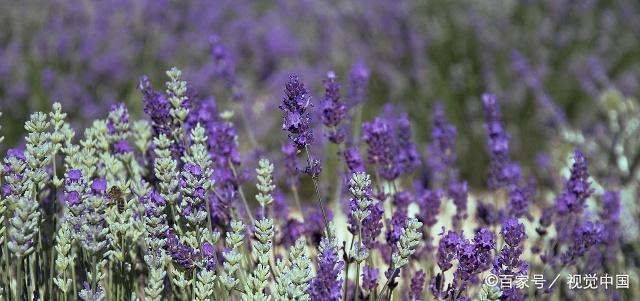 七子白中药面膜配方，七子白到底是什么白（纯露搭配其它，效果可以翻倍）