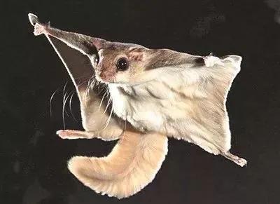 寒号鸟是种什么动物，寒号鸟是种什么动物百度百科（它们可不是鸟类）