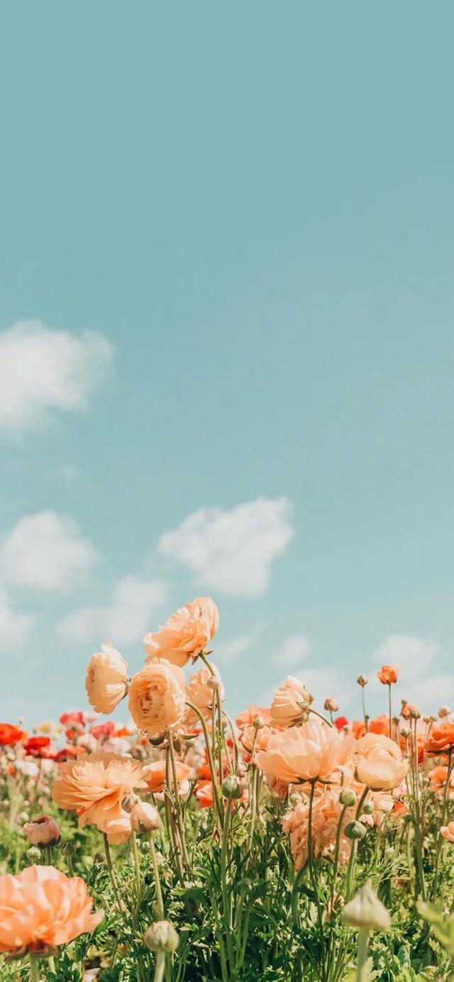 桌面壁纸 唯美,唯美桌面壁纸图片高清(小清新全面屏壁纸)