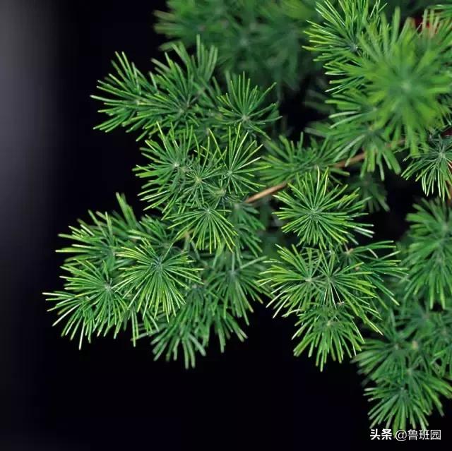 新西兰松木怎么样,新西兰松木和杉木板哪个好(关于松木的最全介绍!) 新西兰松木怎么样,新西兰松木和杉木板哪个好(关于松木的最全介绍!)