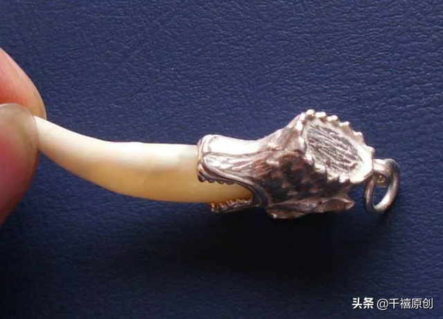 狼牙什么属相的人不能佩戴，不适合带狼牙的属相（这5种动物首饰你还敢戴）