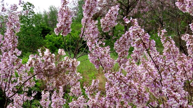 泡桐花的花语和寓意，泡桐花开不寂寞阅读答案（泡桐花开：一川春风过）