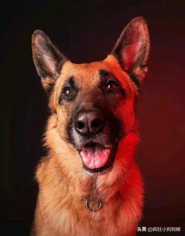 哈士奇智商排名，哈士奇智商在狗界排名多少位（前十和倒数前十）