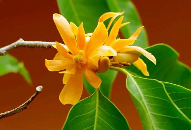 黄葛兰怎么种植和养护，黄葛兰怎么种植和养护视频（<木兰科·含笑属常绿植物>）