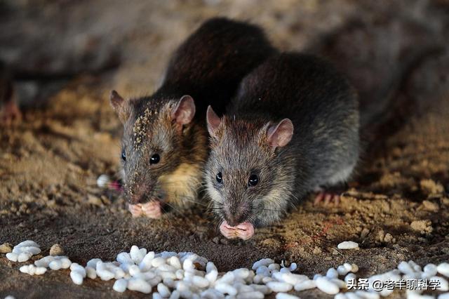 蛇是怎么冬眠的，蛇冬天怎么休眠（蛇在冬眠时“任鼠宰割”）