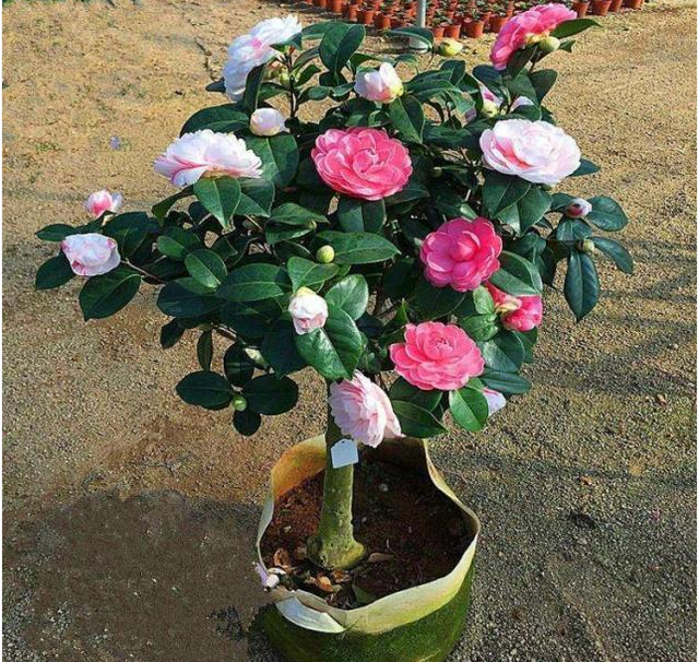 硫酸亚铁浇花使用方法，硫酸亚铁浇花比例用量及使用方法（给花卉使用“硫酸亚铁”）