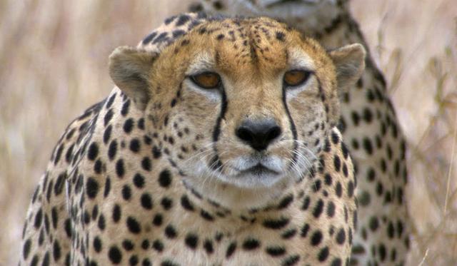 豹子的速度，浅谈猎豹高速追击下的奥秘（豹子的速度是汽车的几倍）