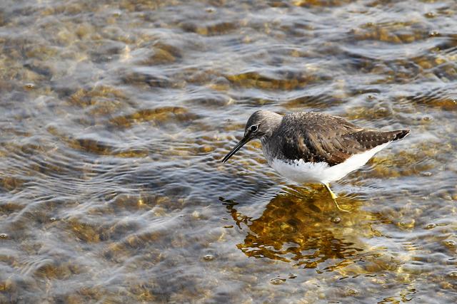 水鸡是什么，水鸡是什么车（西方秧鸡、叽咋柳莺......）