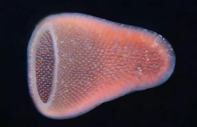 沙虫的特点，沙虫有什么区别（潜水员发现十几米长巨型怪虫）