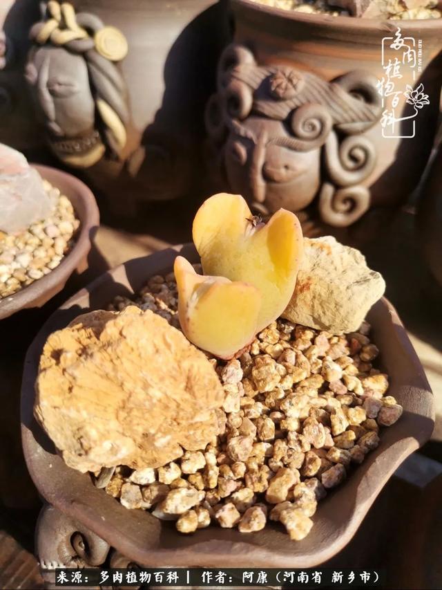 2021九·一八事变是多少周年，2021年是九一八事变的几周年（献给2021最好的春天）