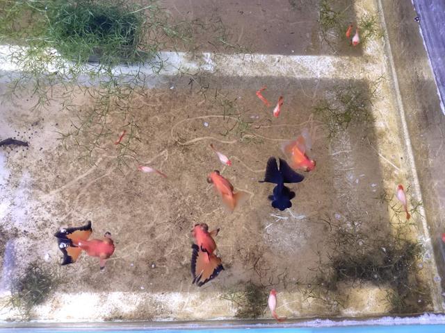 自来水可以养鱼吗，自来水能养鱼吗（不困水、不养水自来水直接入缸）