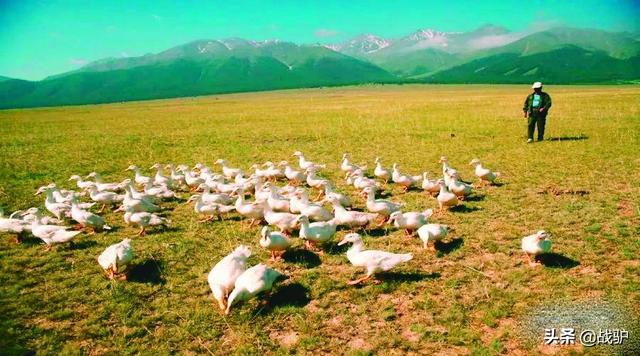蝗虫最怕的四种天敌，但并非什么鸭子都能上阵杀蝗