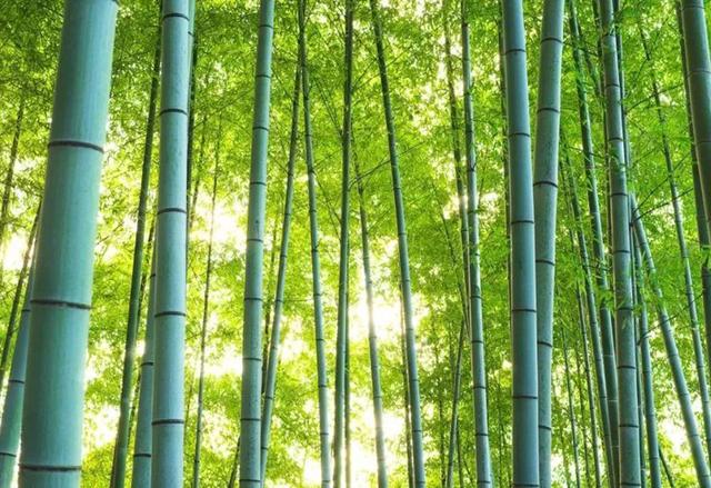 竹黄的功效与作用，竹黄的功效与作用图片（过去老人说有毒不能吃）