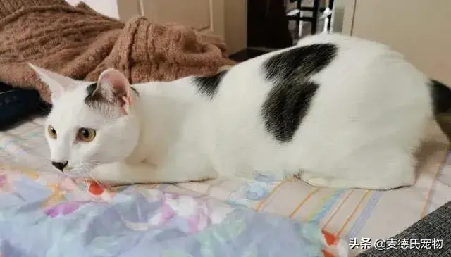 猫咪起什么名字最好听母猫，中国铲屎官绝对把气质