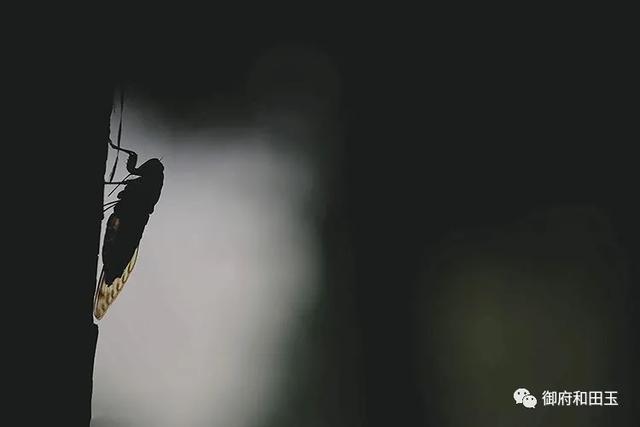 玉蝉活人能戴吗，玉蝉活人能戴吗有讲究吗（至今仍是一个不可忽略的玉雕经典）