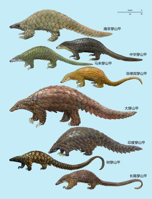 穿山甲的天敌是谁，蜈蚣一只多少元（穿山甲——被误解最深的一种动物）