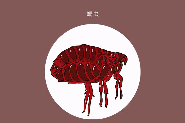 如何消除被子上的螨虫，怎么消灭被子上的螨虫（教您除螨小技巧，记得收藏好）