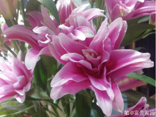 祭拜用什么花，送花讲究“投其所好”