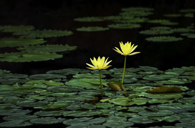 老实巴交的意思是什么，老实巴交的意思是什么梗（其实，老实人“不好惹”）