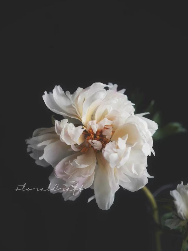 香皂花是什么材质做的，肥皂花是什么材料的（最适合懒人养的花）