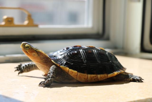 乌龟种类有哪些，乌龟种类有哪些品种（陆龟和水陆两栖龟区别）