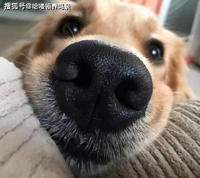 暹罗国是哪个国家（猫界变色龙：暹罗猫）