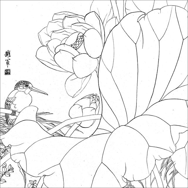 工笔荷花白描，高清工笔荷花白描 110幅