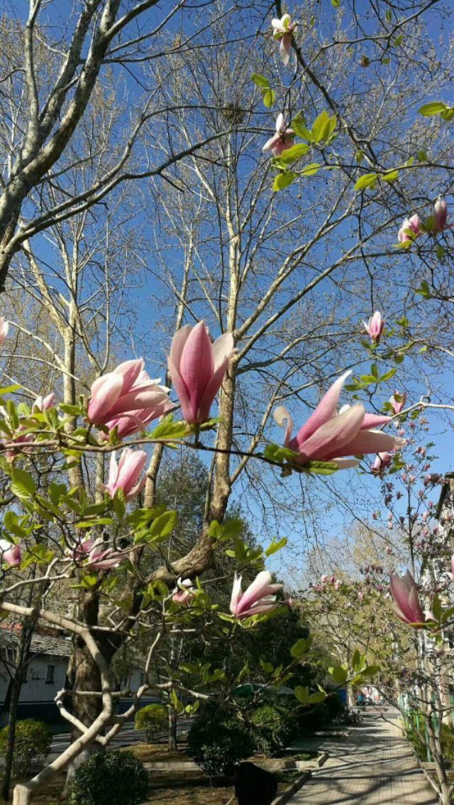 关于桃花最出名的诗句，关于桃花最出名的诗句有哪些（86句关于桃花的唯美诗句）