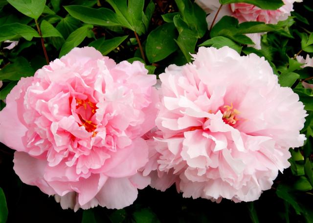 牡丹几月份开花,牡丹冬季也能呼呼开花(牡丹花种什么时候种怎么样种为