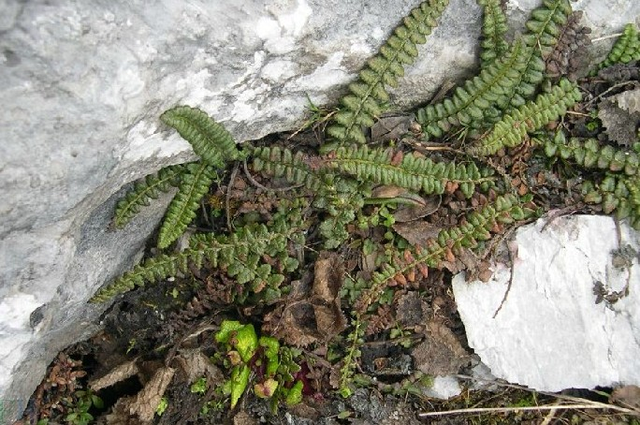 国家一级保护植物的名单，国家一级保护植物简介（植物世界丨国家一级重点保护野生植物名录）