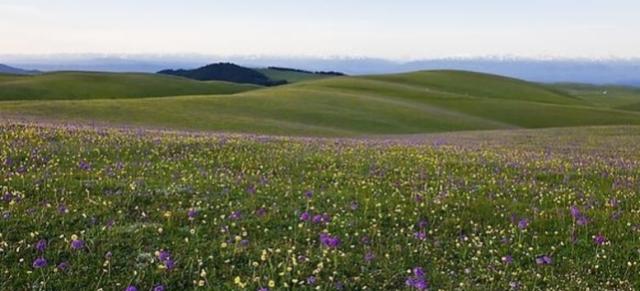 雪绒花（雪绒花图片，空中草原——漂亮的雪绒花（雪花绒图片大全）